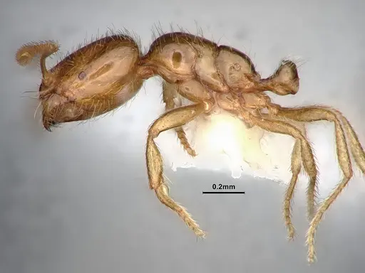 Solenopsis molesta specimen CASENT0884390 image casent0884390_4
