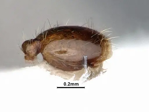 Solenopsis molesta specimen CASENT0884390 image casent0884390_5