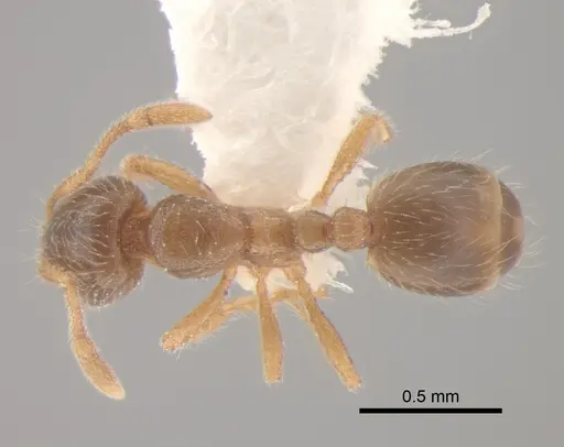 Solenopsis molesta specimen CASENT0886692 image casent0886692_1