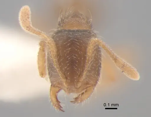 Solenopsis molesta specimen CASENT0886692 image casent0886692_2