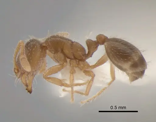 Solenopsis molesta specimen CASENT0886692 image casent0886692_3