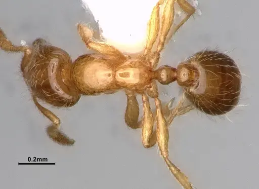 Solenopsis molesta specimen CASENT0886988 image casent0886988_1