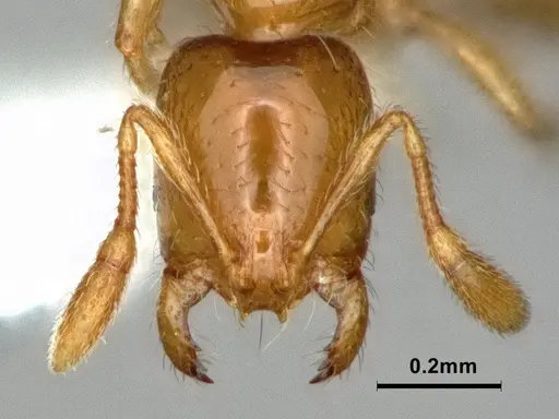 Solenopsis molesta specimen CASENT0886988 image casent0886988_2