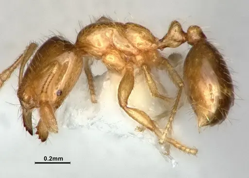 Solenopsis molesta specimen CASENT0886988 image casent0886988_3