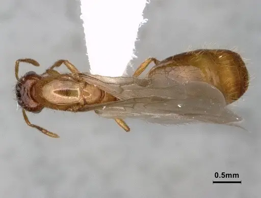 Solenopsis molesta specimen CASENT0886989 image casent0886989_1