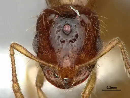 Solenopsis molesta specimen CASENT0886989 image casent0886989_2