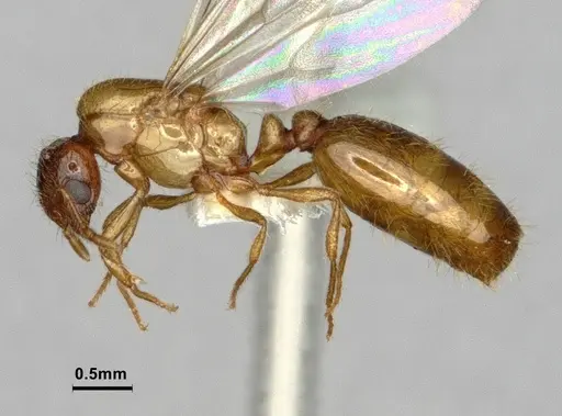 Solenopsis molesta specimen CASENT0886989 image casent0886989_3