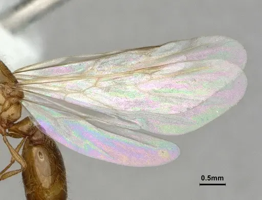 Solenopsis molesta specimen CASENT0886989 image casent0886989_4