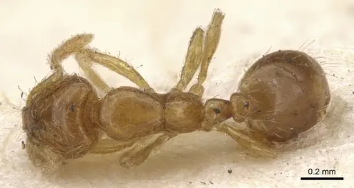 Solenopsis molesta specimen CASENT0902336 image casent0902336_1
