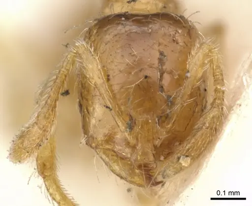 Solenopsis molesta specimen CASENT0902336 image casent0902336_2