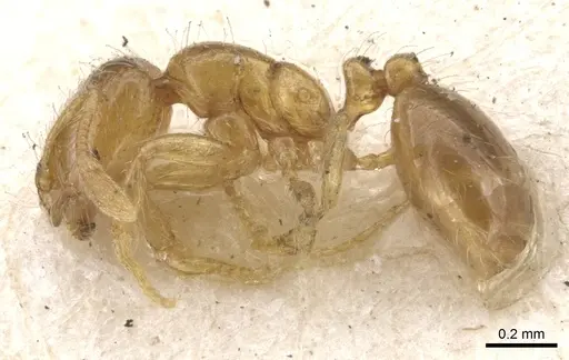 Solenopsis molesta specimen CASENT0902336 image casent0902336_3