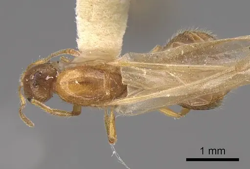 Solenopsis molesta specimen CASENT0923079 image casent0923079_1
