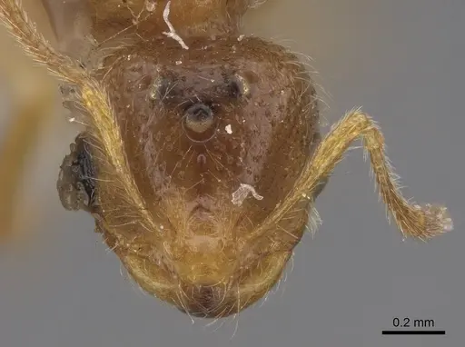 Solenopsis molesta specimen CASENT0923079 image casent0923079_2