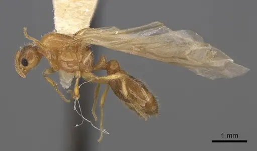 Solenopsis molesta specimen CASENT0923079 image casent0923079_3