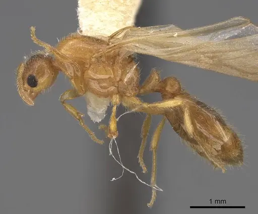 Solenopsis molesta specimen CASENT0923079 image casent0923079_4