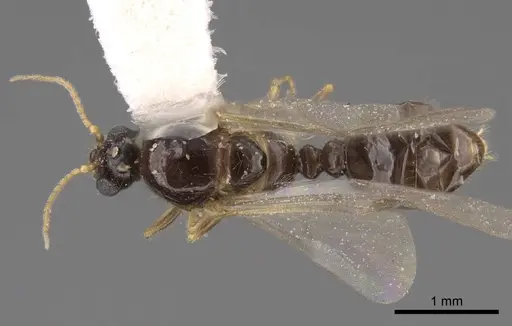 Solenopsis molesta specimen CASENT0923080 image casent0923080_1