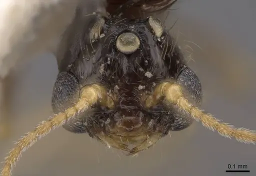Solenopsis molesta specimen CASENT0923080 image casent0923080_2