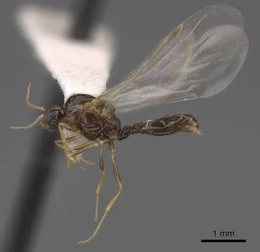 Solenopsis molesta specimen CASENT0923080 image casent0923080_3