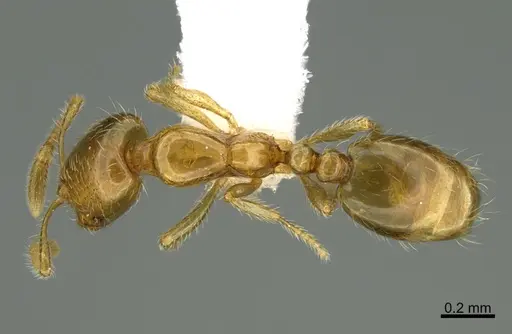 Solenopsis molesta specimen CASENT8368647 image casent8368647_1