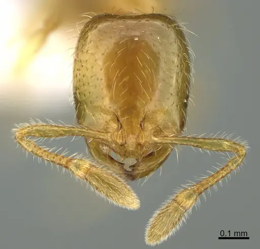 Solenopsis molesta specimen CASENT8368647 image casent8368647_2