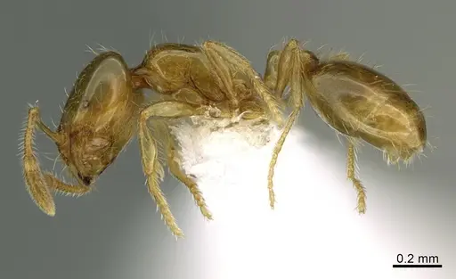 Solenopsis molesta specimen CASENT8368647 image casent8368647_3