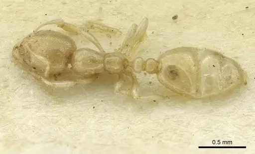 Solenopsis mozabensis specimen CASENT0913642 image casent0913642_1