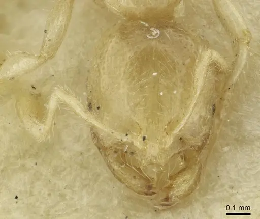Solenopsis mozabensis specimen CASENT0913642 image casent0913642_2