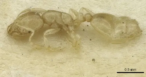 Solenopsis mozabensis specimen CASENT0913642 image casent0913642_3