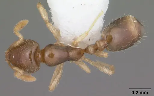 Solenopsis nickersoni specimen CASENT0104505 image casent0104505_1