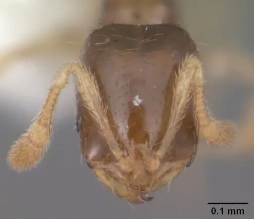 Solenopsis nickersoni specimen CASENT0104505 image casent0104505_2