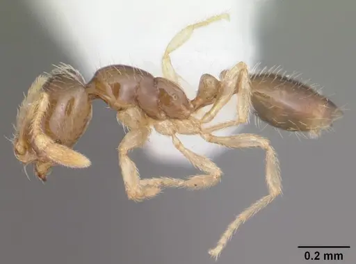 Solenopsis nickersoni specimen CASENT0104505 image casent0104505_3