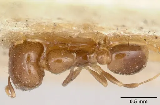 Solenopsis nigella specimen CASENT0103217 image casent0103217_1
