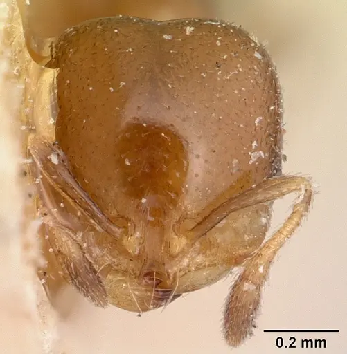 Solenopsis nigella specimen CASENT0103217 image casent0103217_2