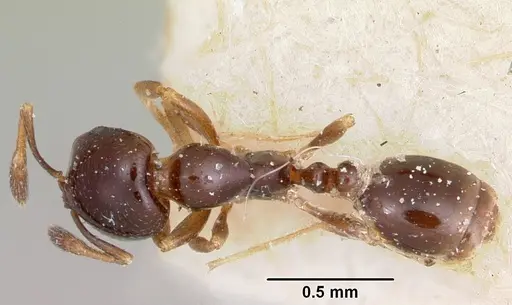Solenopsis nigella specimen CASENT0103218 image casent0103218_1
