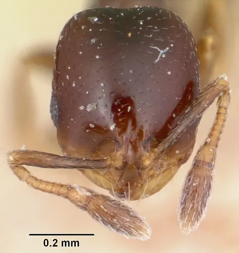Solenopsis nigella specimen CASENT0103218 image casent0103218_2