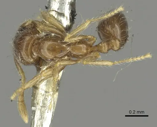 Solenopsis nitens specimen CASENT0902364 image casent0902364_1