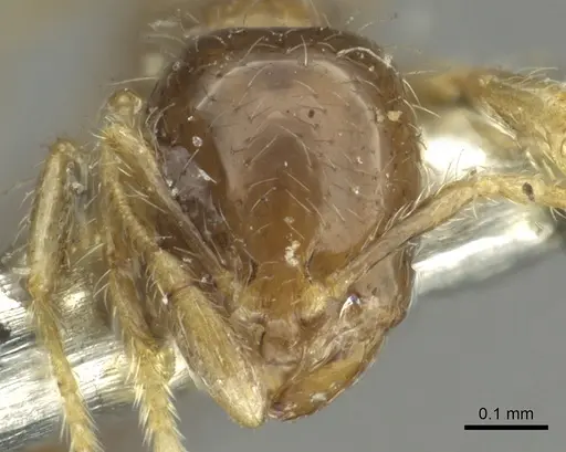Solenopsis nitens specimen CASENT0902364 image casent0902364_2