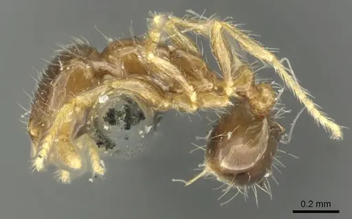Solenopsis nitens specimen CASENT0902364 image casent0902364_3