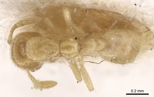 Solenopsis normandi specimen CASENT0913913 image casent0913913_1