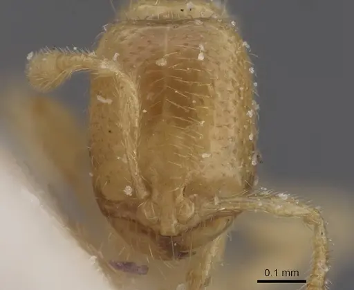Solenopsis normandi specimen CASENT0913913 image casent0913913_2