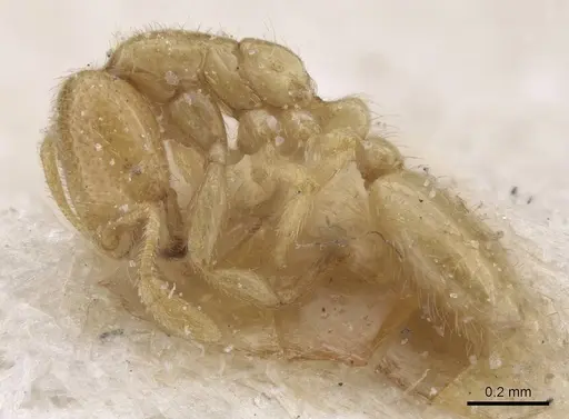 Solenopsis normandi specimen CASENT0913913 image casent0913913_3