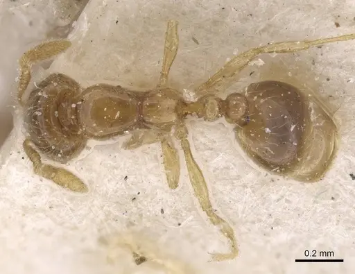 Solenopsis occipitalis specimen CASENT0913914 image casent0913914_1