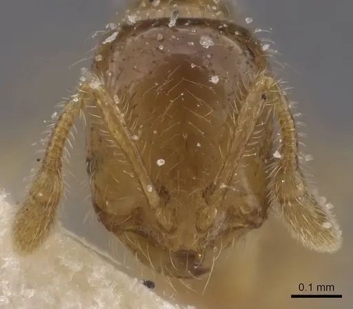 Solenopsis occipitalis specimen CASENT0913914 image casent0913914_2