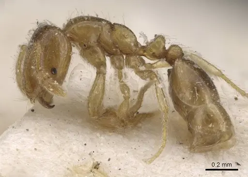 Solenopsis occipitalis specimen CASENT0913914 image casent0913914_3