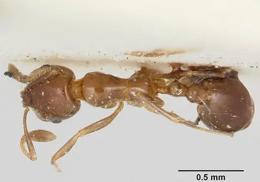 Solenopsis oculata specimen CASENT0103205 image casent0103205_1