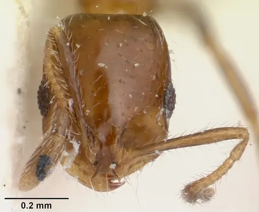 Solenopsis oculata specimen CASENT0103205 image casent0103205_2