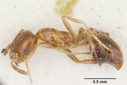 Solenopsis oculata specimen CASENT0103205 image casent0103205_3