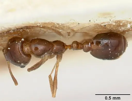 Solenopsis oculata specimen CASENT0103216 image casent0103216_1