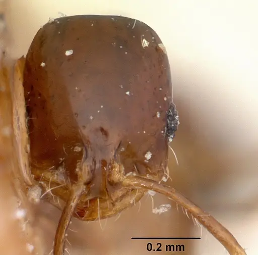 Solenopsis oculata specimen CASENT0103216 image casent0103216_2