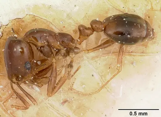 Solenopsis oculata specimen CASENT0103216 image casent0103216_3